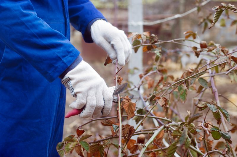 Forsythia Pruning in Ventura County, CA