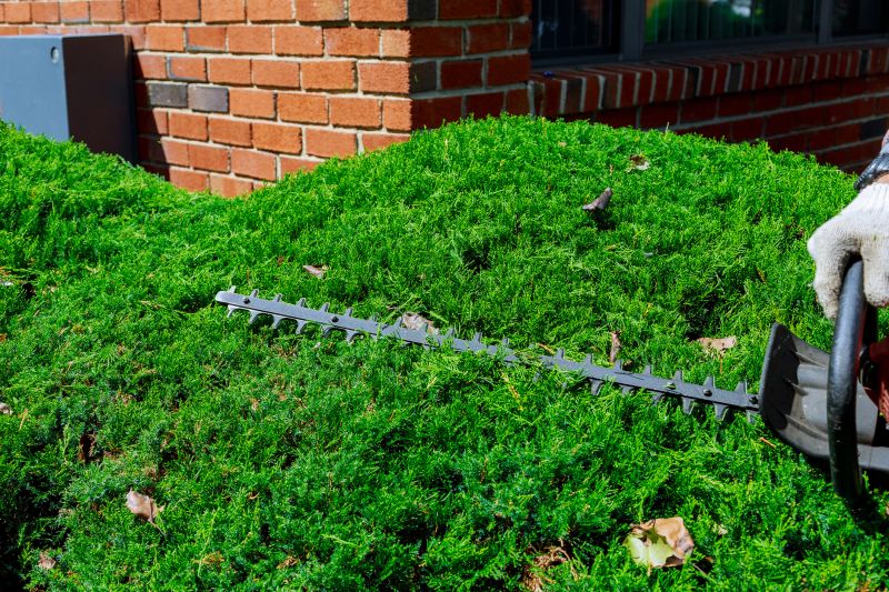 Hedge Removal Service in Rockwall, TX