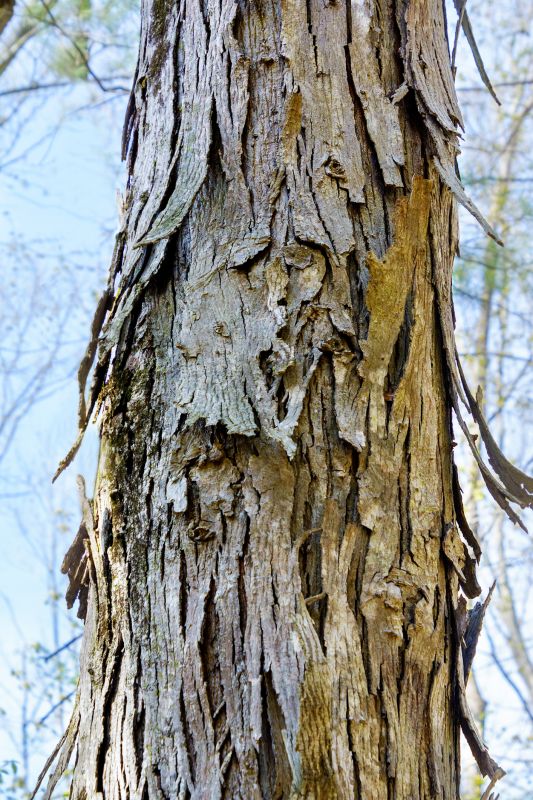 Hickory Tree Removal in Pottstown, PA