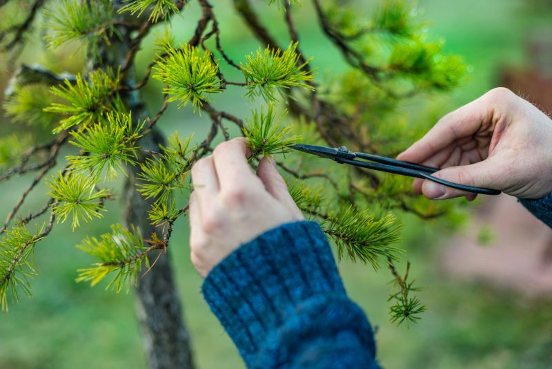 Intricate Tree Shaping