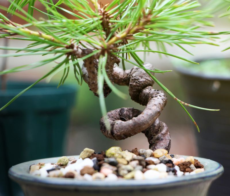 Japanese Maple Pruning in San Jose, CA