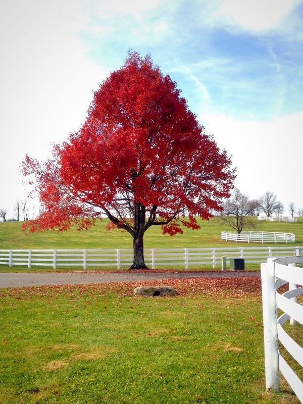 Pruned Japanese Maple
