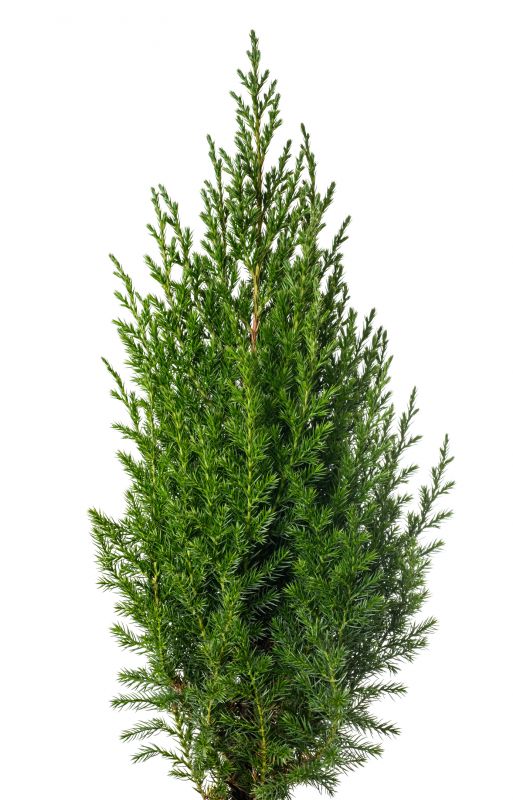 Juniper Pruning in Honolulu, HI