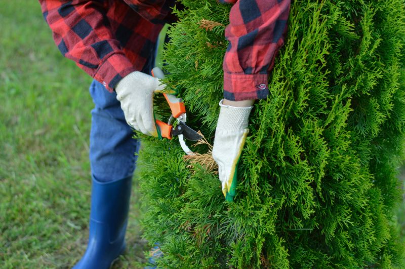 Juniper Trimming in Aiken, SC
