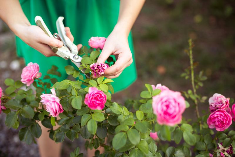 Knockout Roses Pruning in Aiken, SC