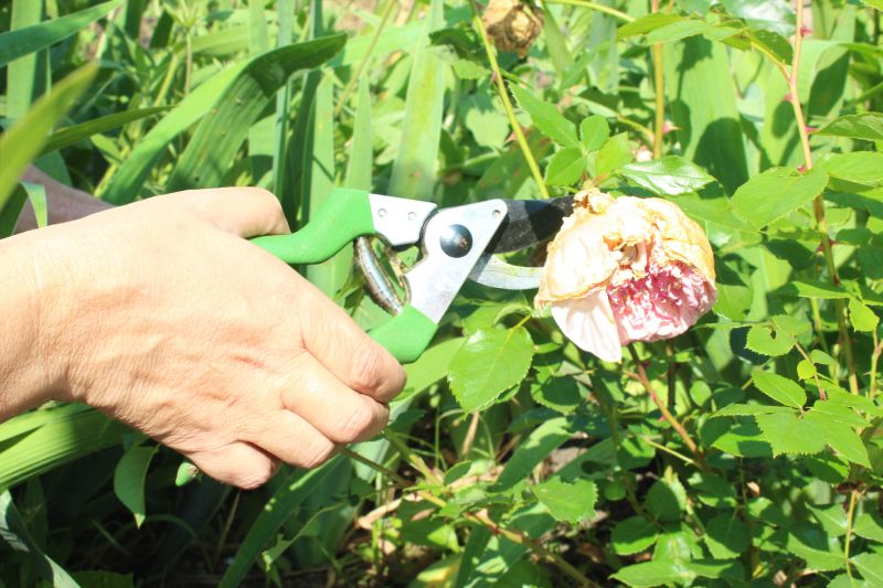 Knockout Roses Pruning in Ventura County, CA