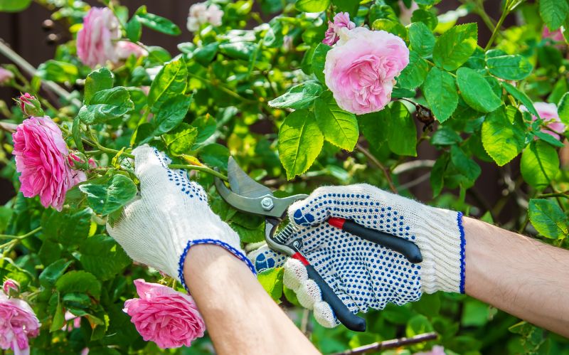 Knockout Roses Pruning in Rockwall, TX