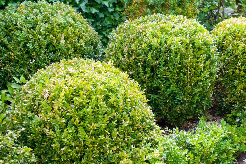 Landscape Trimming Service in Ventura County, CA