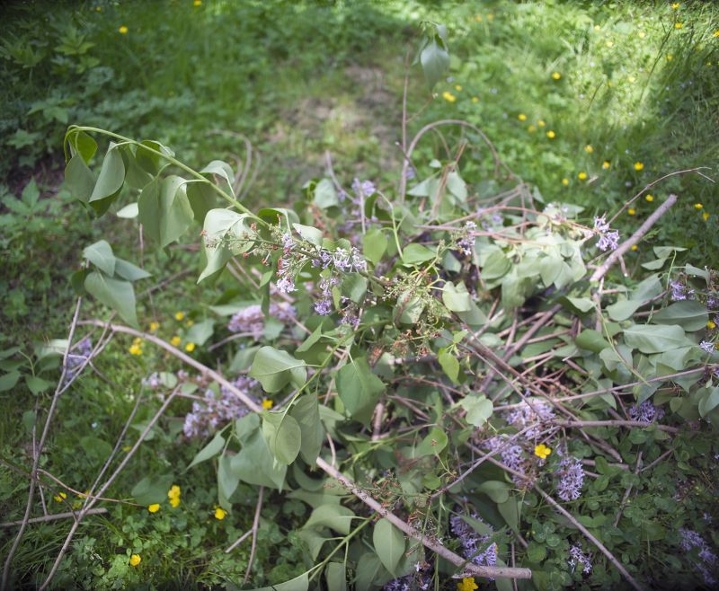 Lilac Trimming Service in Rockwall, TX