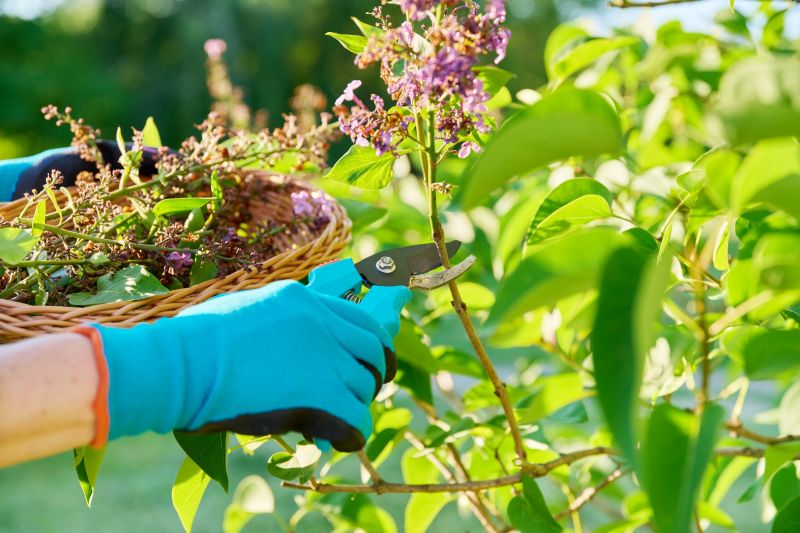 Lilac Trimming Service in Aiken, SC