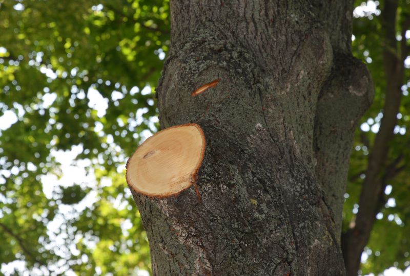 Limb Pruning in Pottstown, PA