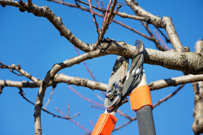 Limb Pruning in Reno, NV