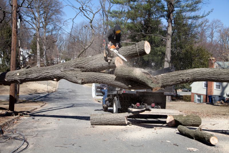 Maple Tree Removal in Bucks County, PA