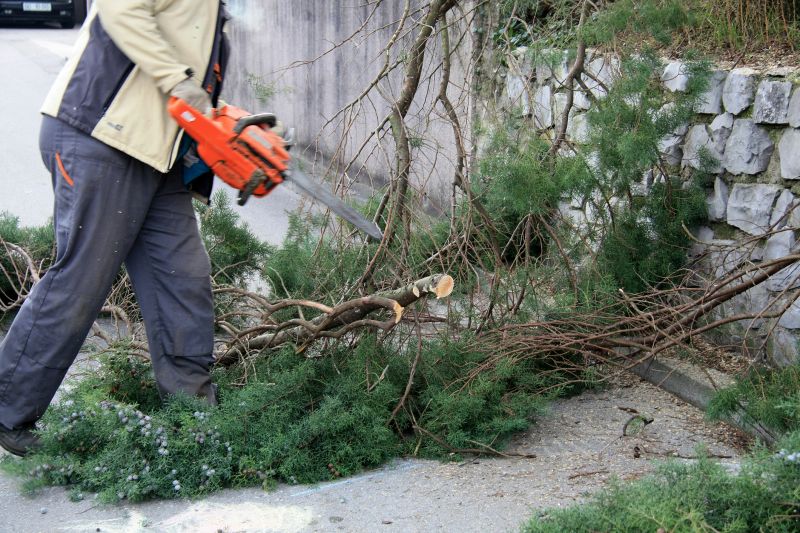 Mimosa Tree Removal in Bucks County, PA