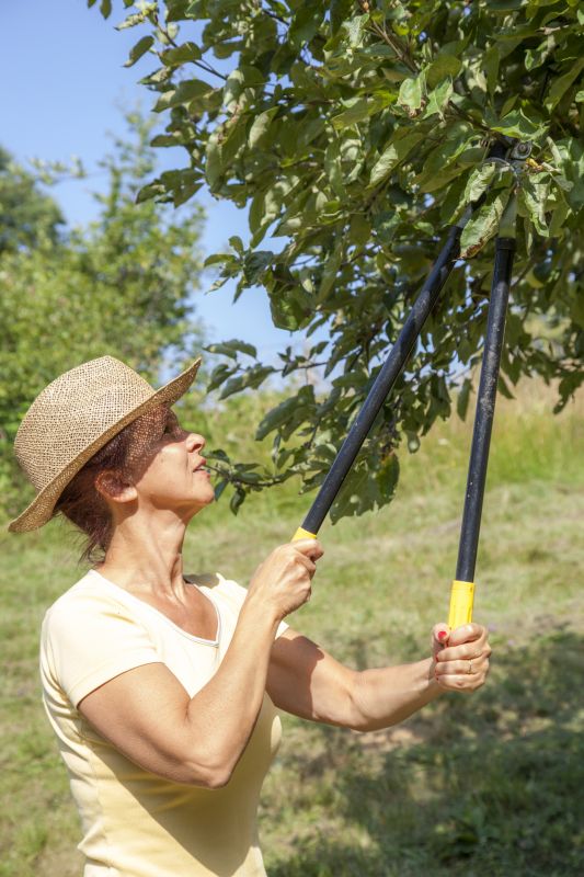 Orchard Tree Pruning in San Jose, CA