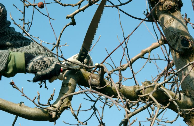Orchard Tree Pruning in San Jose, CA
