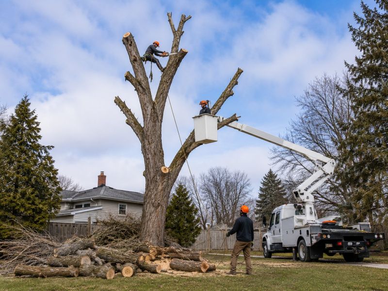 Palm Tree Removal in Doylestown, PA