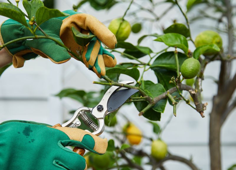 Peach Tree Pruning in Reno, NV