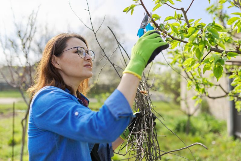 Peach Tree Pruning in Allentown, PA