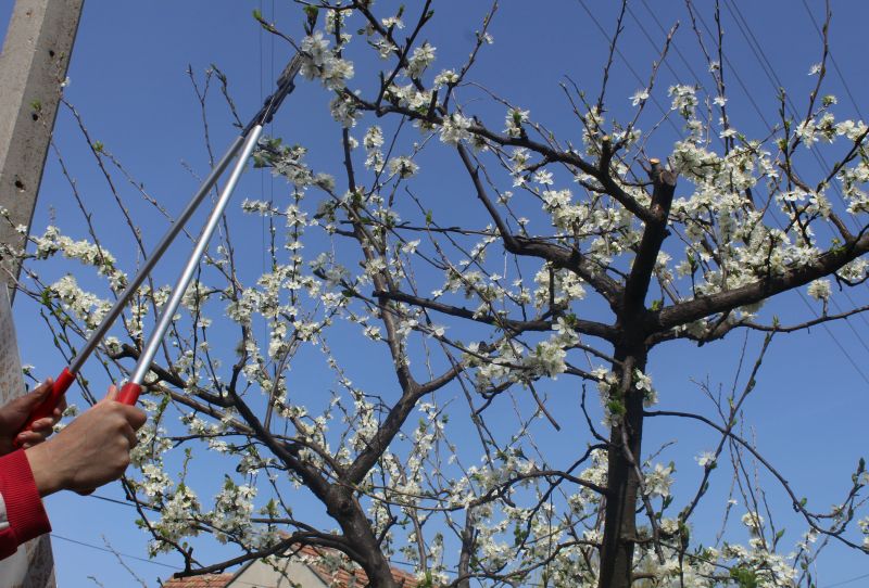 Peach Tree Pruning in San Jose, CA