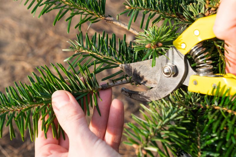 Pine Tree Trimming in Reno, NV