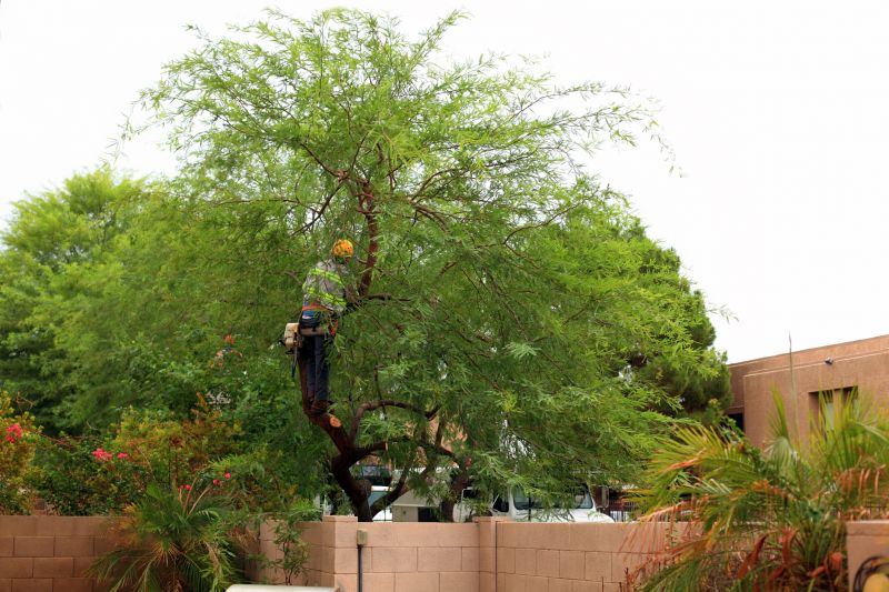 Residential Tree Service in Montgomery County, PA