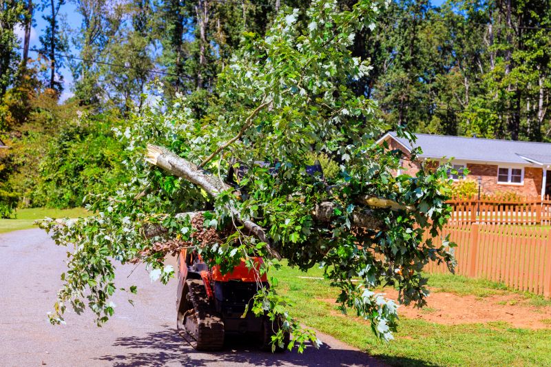 Residential Tree Service in San Jose, CA