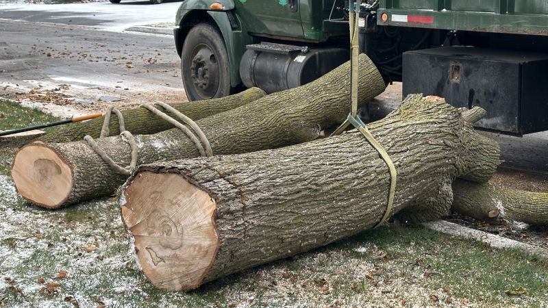 Residential Tree Service in Aiken, SC