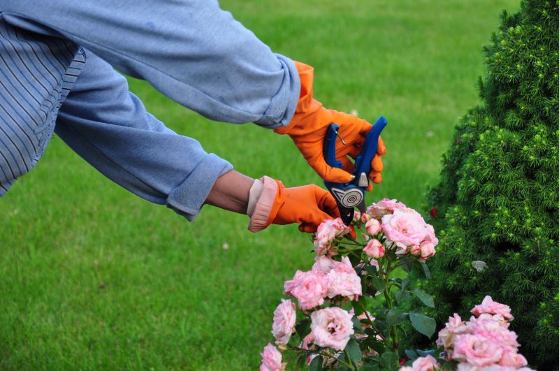 Shrubs Removal in Ventura County, CA