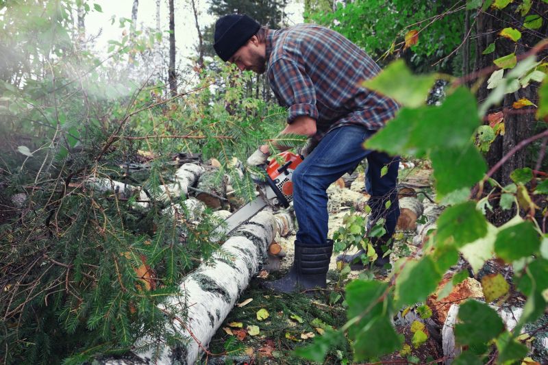 Spruce Tree Removal in San Jose, CA