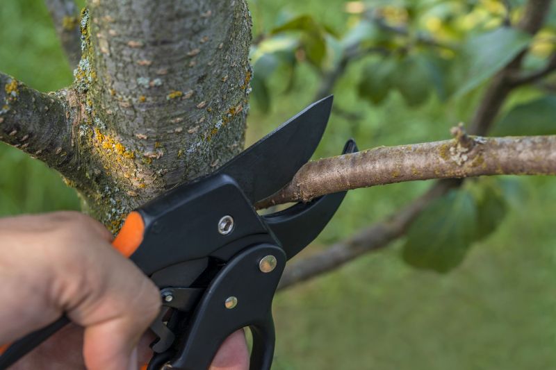 Spruce Tree Removal in Bucks County, PA