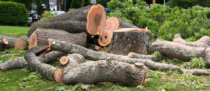 Spruce Tree Removal in Aiken, SC