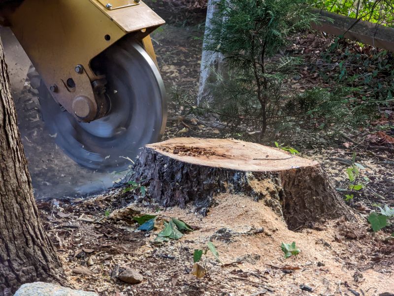 Stump Grinding Service in Aiken, SC