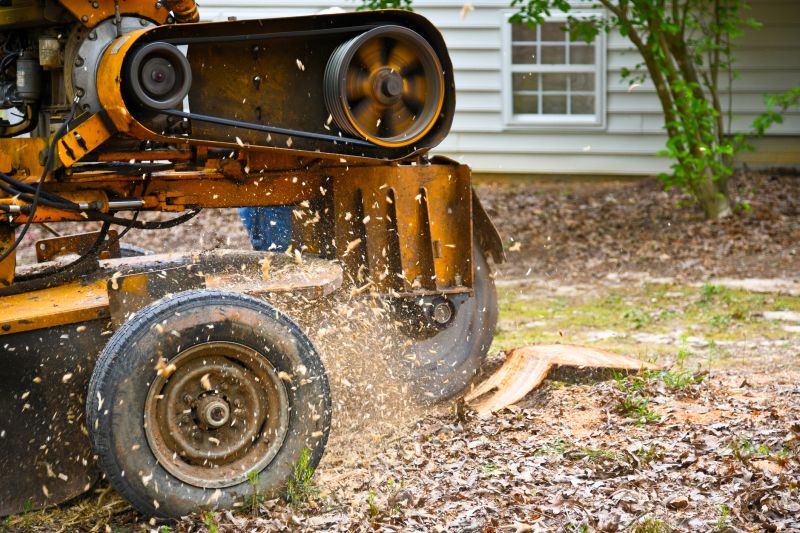 Stump Removal Service in Aiken, SC