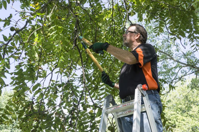 Tree Branch Cutting in San Jose, CA