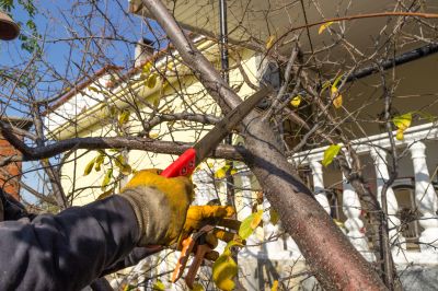 Tree Pruning in Pottstown, PA