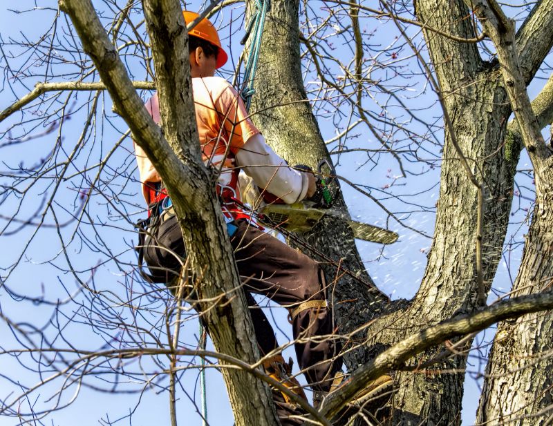 Tree Removal Service in Reno, NV