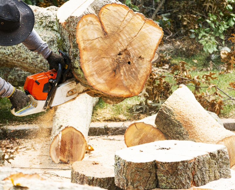 Tree Removal Service in Aiken, SC