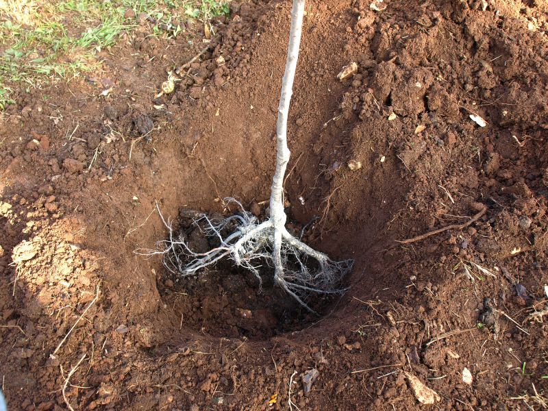 Tree Root Grinding in Calvert County, MD