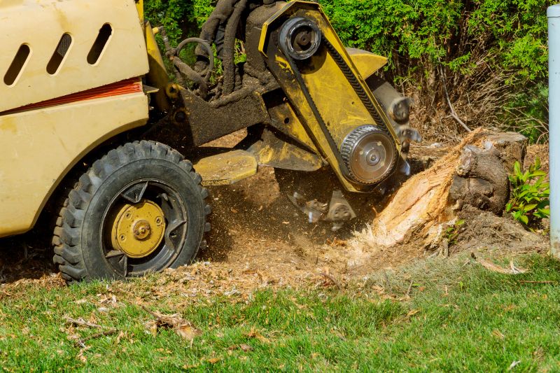 Tree Root Grinding in Aiken, SC