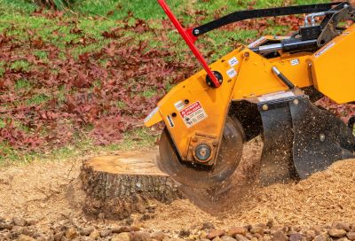 Tree Root Grinding in Waldorf, MD