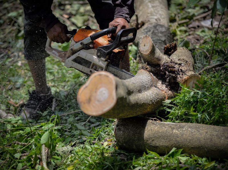 Tree Service in Bucks County, PA