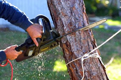 Tree Service in Bucks County, PA