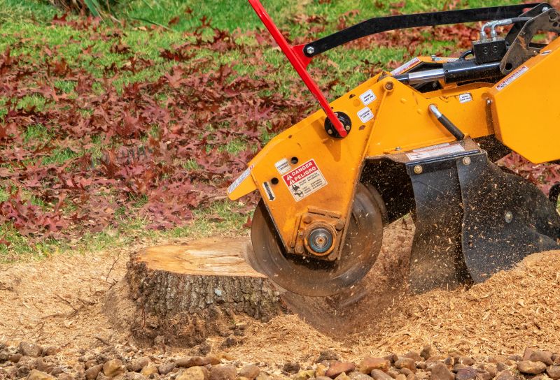 Tree Stump Removal in Aiken, SC