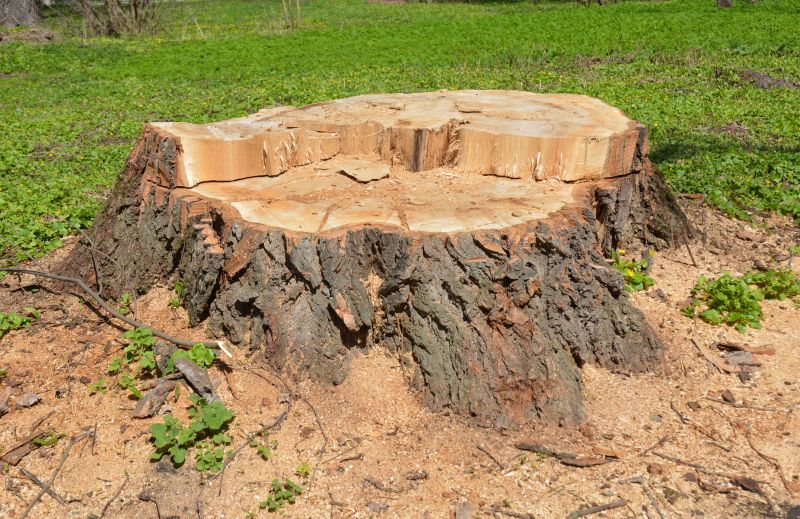 Tree Stump Removal in Aiken, SC