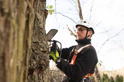 Tree Care Consultation