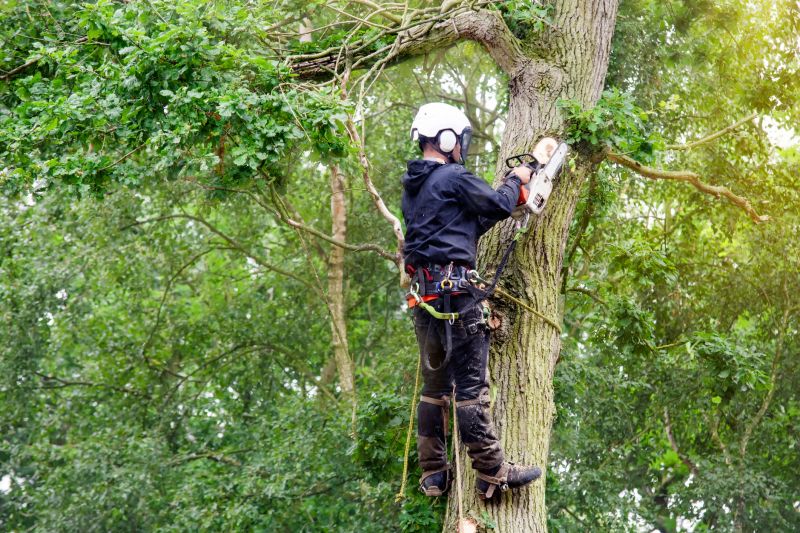 Arborist Climbing with Equipment