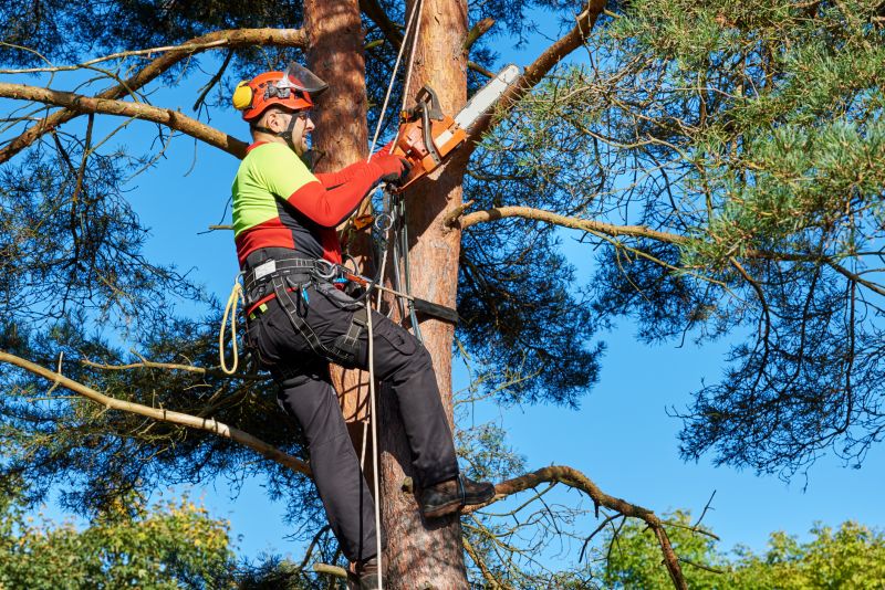 Arborist Using Equipment