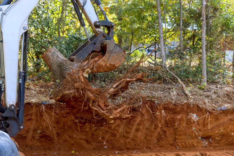 Tree Trunk Removal in Aiken, SC
