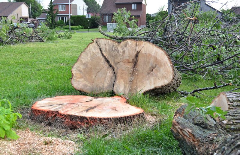 Willow Tree Removal in San Jose, CA